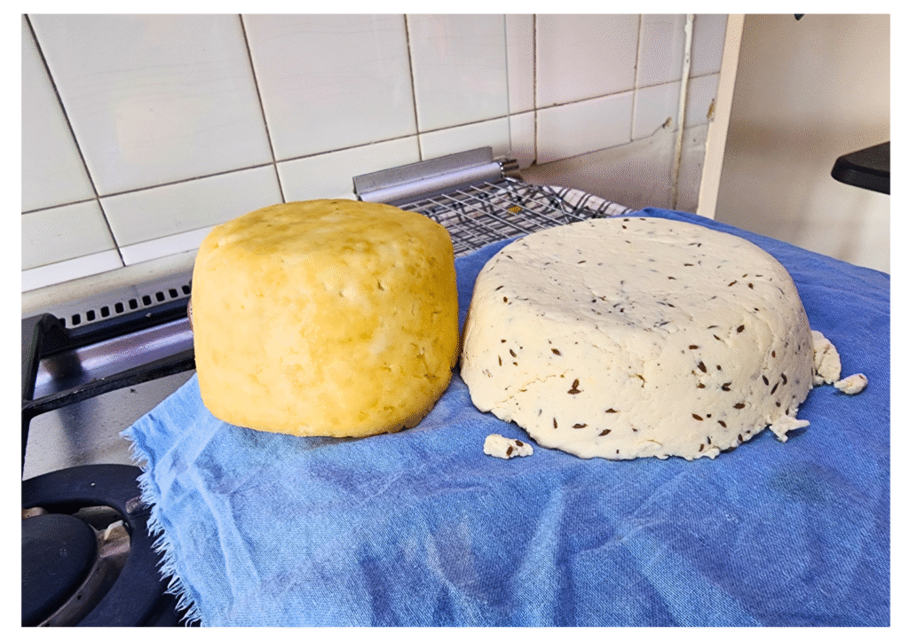 Two large rounds of homemade grain-free cheese rest on a blue cloth in a home kitchen. One cheese is smooth and golden-yellow, while the other is pale and speckled with visible seeds, likely flax or caraway. They are sitting on a stovetop and cooling rack, surrounded by a tiled backsplash and a casual, from-scratch kitchen setting.
